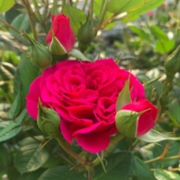 FUCHSIA TERRAZZA® FUCHSIA TERRAZZA®